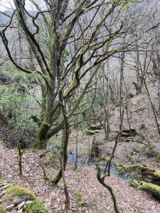 Ruta otoño, apartamento oscos