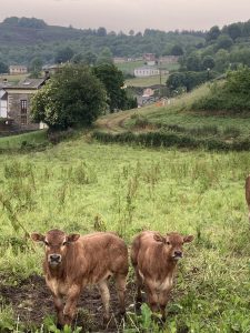 Paisaje en asturias, los oscos