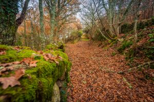 camino en Los Oscos en otoño